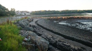 Dalgety Bay Beach web